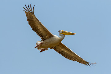 Fototapeta na wymiar Pink-backed pelican