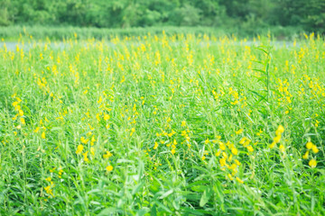 Blurred yellow flower field. soft focus background.vintage tone.Sun hemp, Crotalaria juncea.