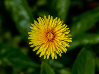 Flowers in Sweden