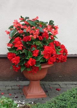 begonia flowers on a garden