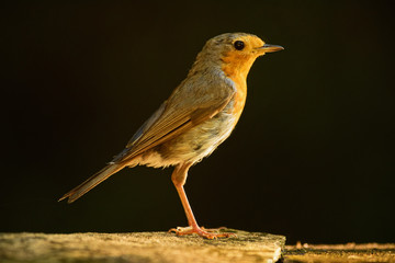European Robin - Erithacus rubecula, beatiful red breasted perching bird from European gardens and woodlands.