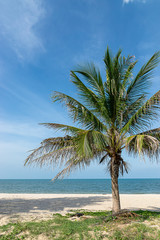 tree on the beach