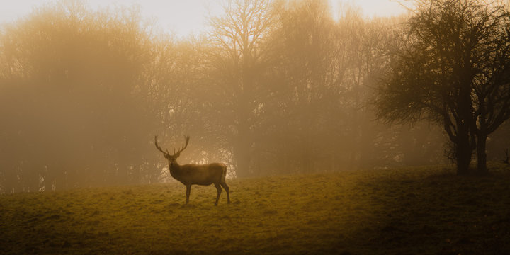 Windsor Great Park