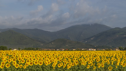 Beautiful field of sunflowers with in the background the Monte Serra covered by a cloud, Pisa, Tuscany, Italy