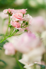 Obraz na płótnie Canvas ピンク色のバラ