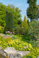stony flowerbed with host plant and various pink flowers under coniferous bushes and trees