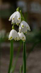 Flowers in Sweden