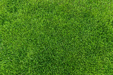 Obraz premium Fresh grass of the stadium