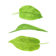 Leaf hand draw floral  botanical graphic isolated watercolor ill