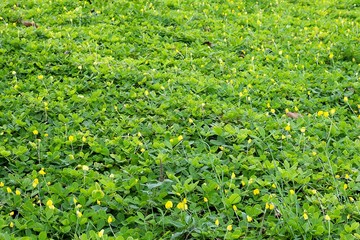 The yard is filled with small green plants. Yellow flowers