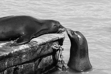 Two sea lion sniff each other. Sea Lions at San Francisco Pier 39 Fisherman's Wharf has become a...
