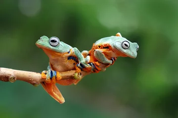 Crédence de cuisine en verre imprimé Grenouille Tree frog, flying frog