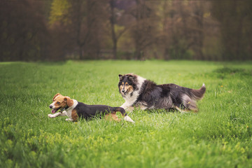 Dogs playing in the meadow