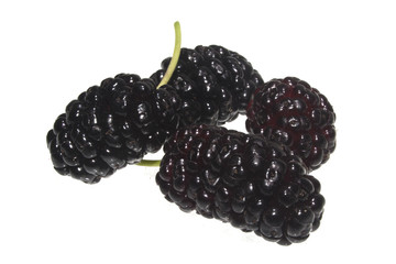 mulberry isolated on white background