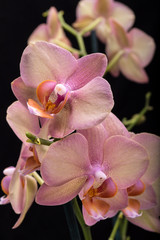 Pastel orchid flower isolated on black background