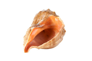 Sea shell solated on white background