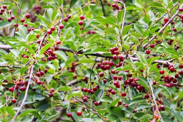 ripe red cherries on the tree