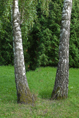 Two white birches like sisters were beautifully located on a green lawn. Fancifully stand out...