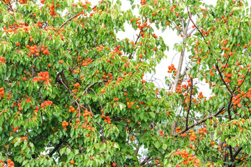 ripe orange apricots on the tree