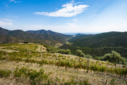 Vineyards for the production of organic wines around the town of Colera north of the Costa Brava in the province of Gerona in Catalonia Spain