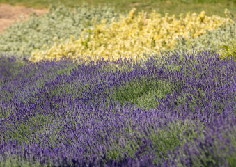 Fototapeta premium the flourishing lavender and oregano in the background