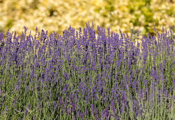  the flourishing lavender and oregano in the background