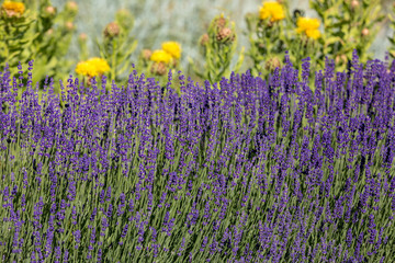 Obraz premium the flourishing lavender and yellow star-thistle flowers