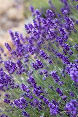  the blooming lavender flowers in Provence, near Sault, France