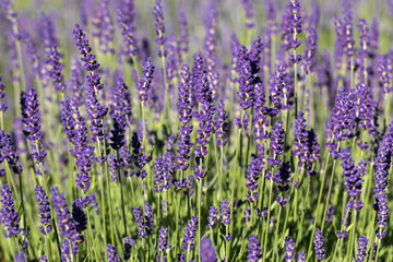 Garden with the flourishing lavender