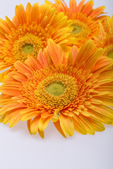 Subtle orange gerbera flowers on white background