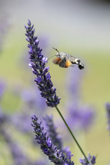 Taubenschwänzchen bei Nektarsuche an Lavendel