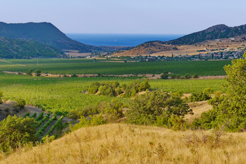 a green plain with a vineyard and with the Black Sea in the background