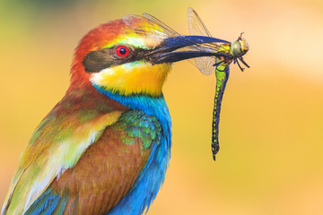 exotic bird holds an exotic insect in a beak