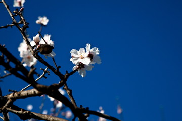 Almendro en flor