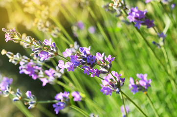 Purple lavender flower blooming in the fields with a soft warm light filter.
