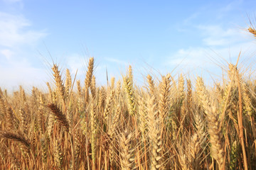 wheat mature