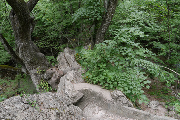 strong trees grow between overhead slabs in the forest at the foot of the mountain