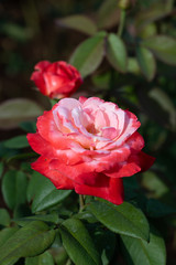 赤と白のばら「丹頂」の花のアップ