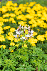 白いクレオメと黄色いマリーゴールド