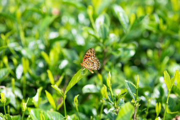 葉っぱにとまったツマグロヒョウモン