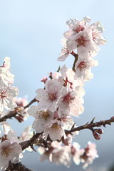 Almendro en flor