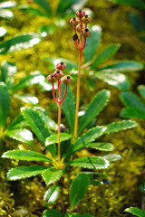 bush with green wax leaves and small reddish seed boxes in the focus
