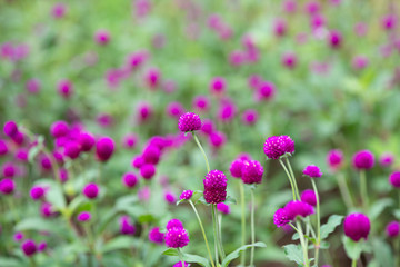 ピンク色のセンニチコウの花