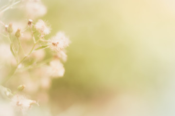 Flowers grass background. In soft style.