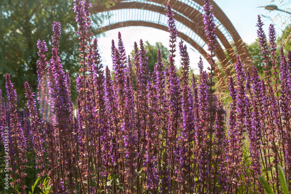 Wall mural lavender nature purple picture