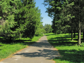 Fototapeta na wymiar A small path among tall trees and green, lush grass. I wonder where she leads