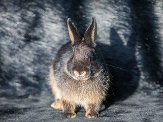 black rabbit on black fur