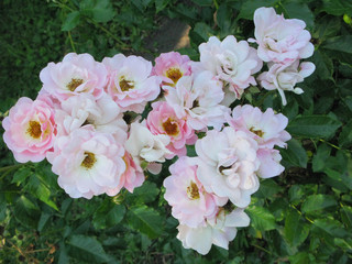 Beautiful roses with delicate creamy pink petals. A pleasant aroma and charm of your favorite colors.