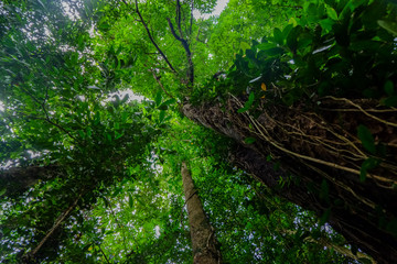 Looking up from under sea oak tree forest with worm eye view concept.Selective focus texture on trunk shot.