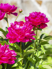 flowers of bright crimson peonies